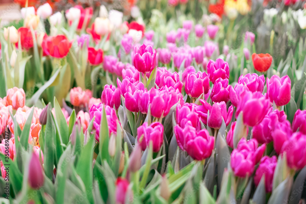 Group of colorful tulip. Pink flower tulip lit by sunlight. Soft selective focus Group of colorful tulip. Pink flower tulip lit by sunlight. Soft selective focus