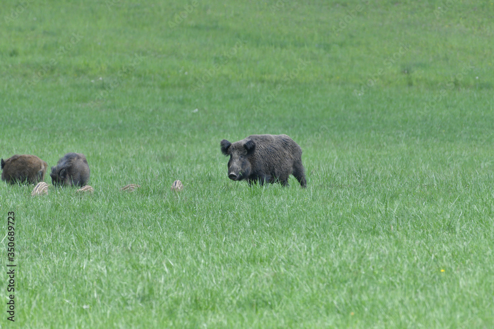 Wild boar near the forest grazing grass wildlife Wild boar near the forest grazing grass wildlife