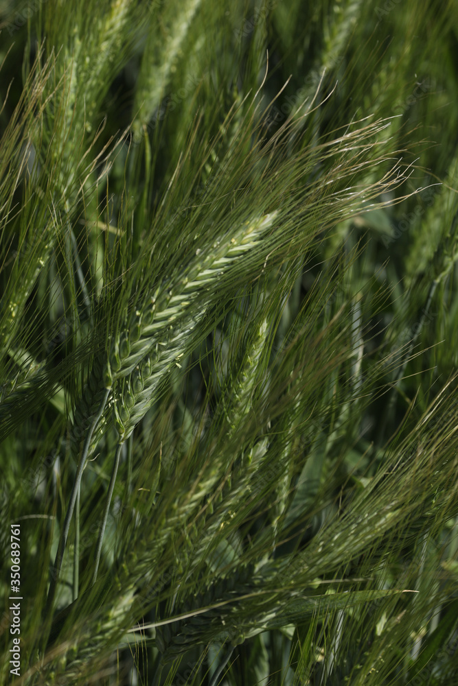 Green wheat in the field. french landscape Green wheat in the field. french landscape