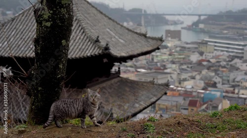 Neko-no-Hosomichi Cat Alley in Onomichi City. Lots of cats can be found in this Japanese traditional narrow street. Hiroshima Prefecture, Japan photo