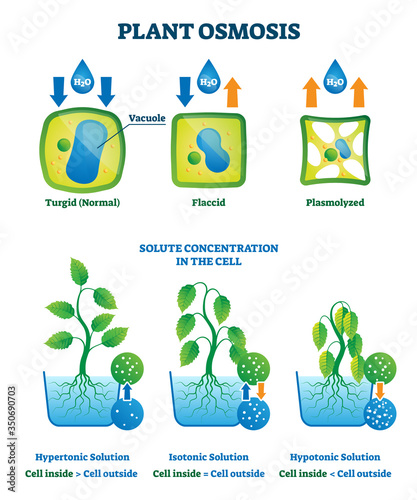 Plant osmosis vector illustration. Cell water absorption process explanation