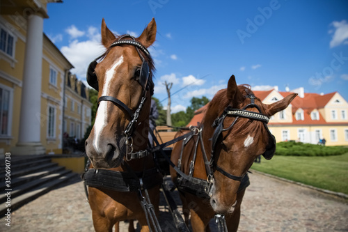 Beautiful horse, stately horses, horse riding