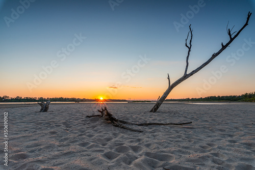 lonely withered tree by the river