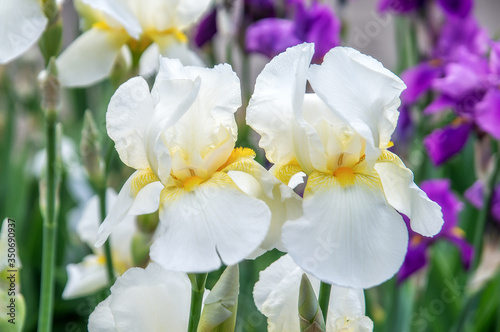 white iris flowers in the garden 