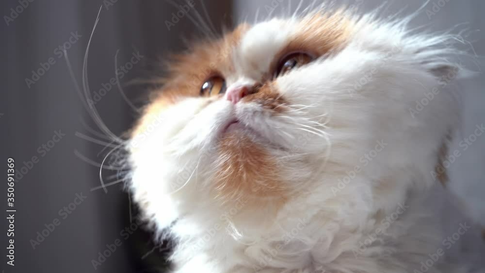 Fluffy white cat with red spots and a long mustache looks around