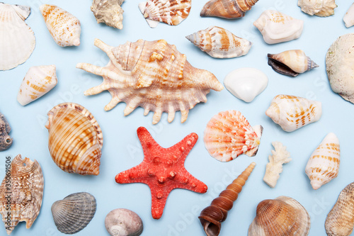 Top view of shells of different shapes and sizes on a blue background. Summer, sea, vacation background