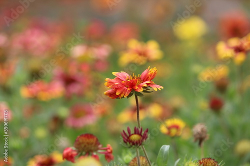 flower nature red © Manish