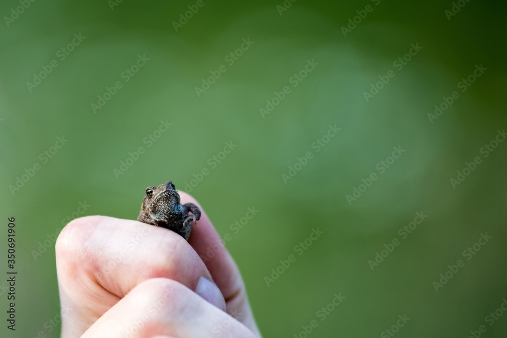 Obraz premium A small frog is caught by the man's hand, the man holds the frog in his hands