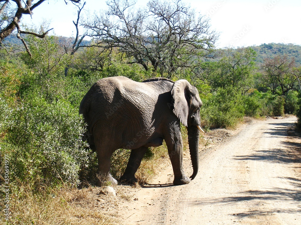 Słoń w Afryce. - obrazy, fototapety, plakaty 
