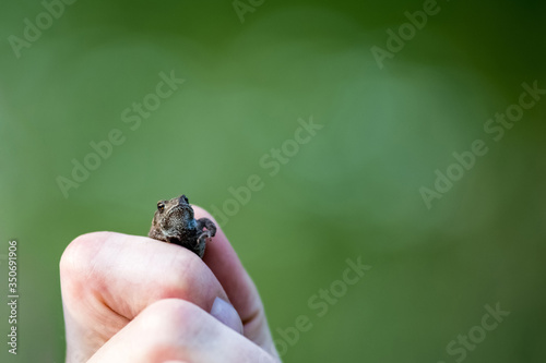 A small frog is caught by the man's hand, the man holds the frog in his hands © Agnieszka Komuńska