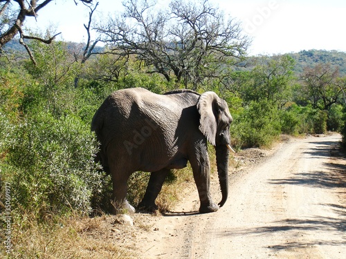 Słoń w Afryce.