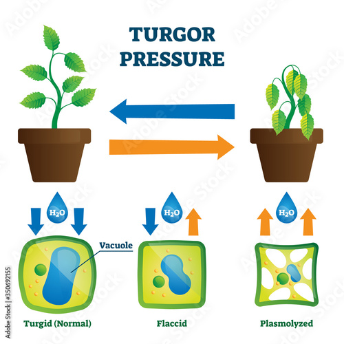 Turgor pressure vector illustration. Labeled hydrostatic force explain scheme photo