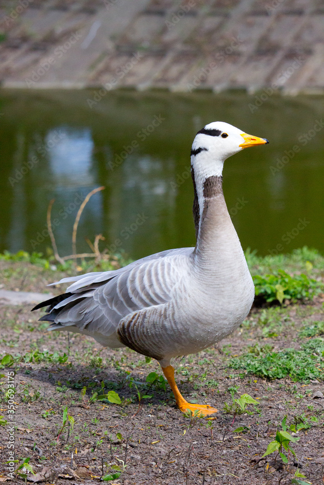 Wild goose standing on ground in the countryside Wild goose standing on ground in the countryside