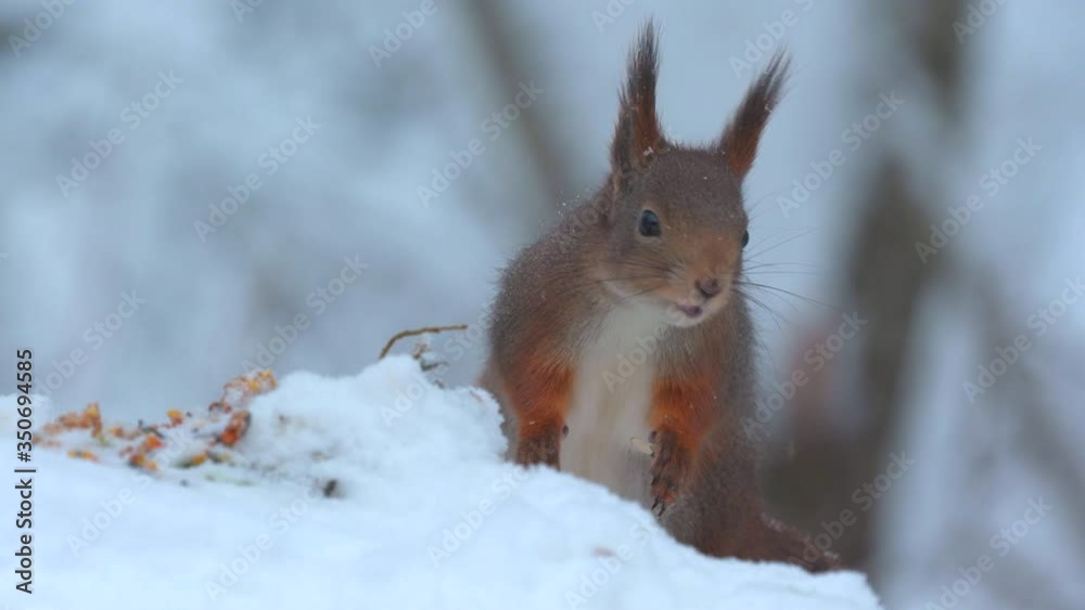 red squirrel animal close view feeding snowfall winter scenery red squirrel animal close view feeding snowfall winter scenery