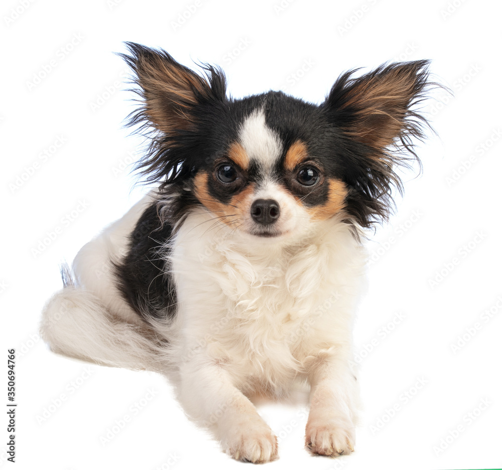 chihuahua looking straight ahead and lying down chihuahua looking straight ahead and lying down