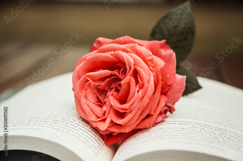 A rose in the rain