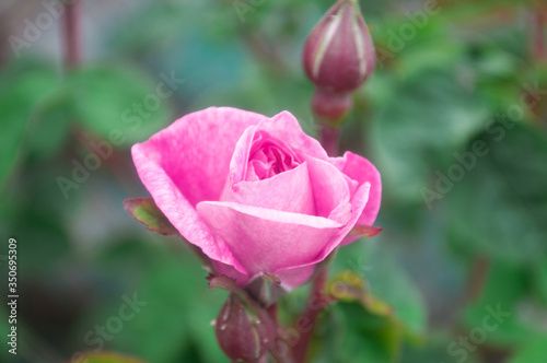 pink rose bud