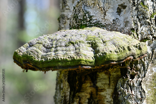 Fotografie Tinder fungus on a tree. Tinder fungus closeup on a birch.