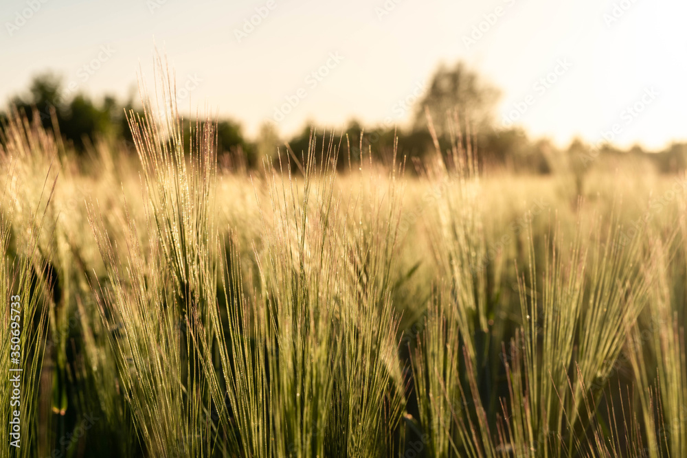wheat field at sunset - golden hour, evening