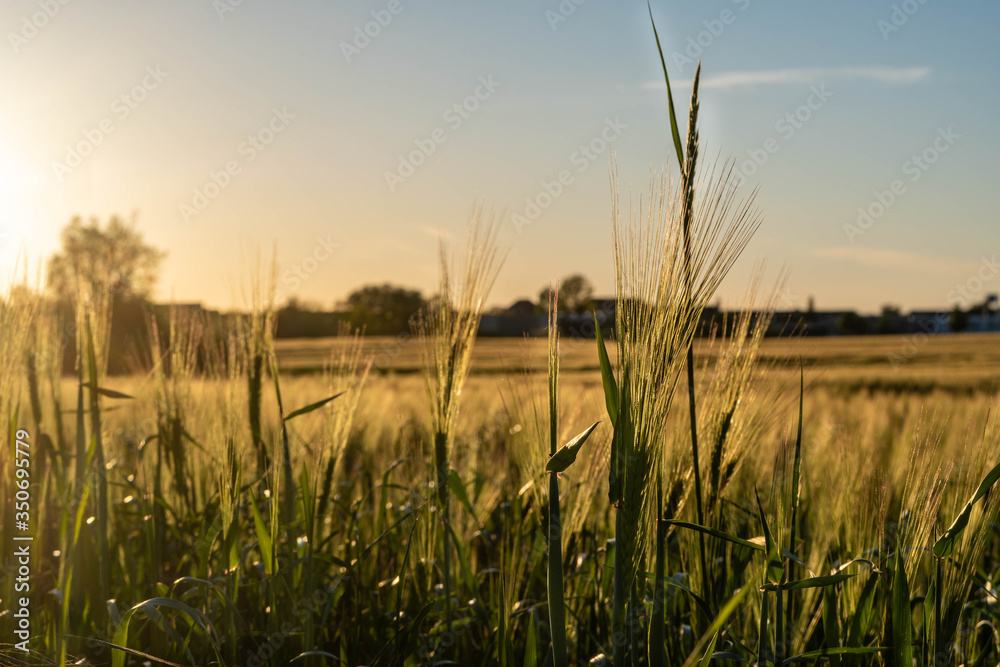 wheat field at sunset - golden hour, agricultural field