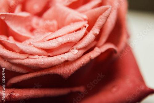 A rose in the rain