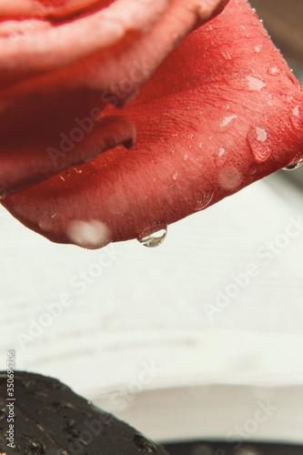 A rose in the rain