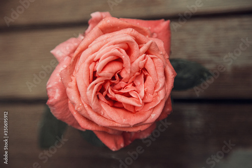 A rose in the rain