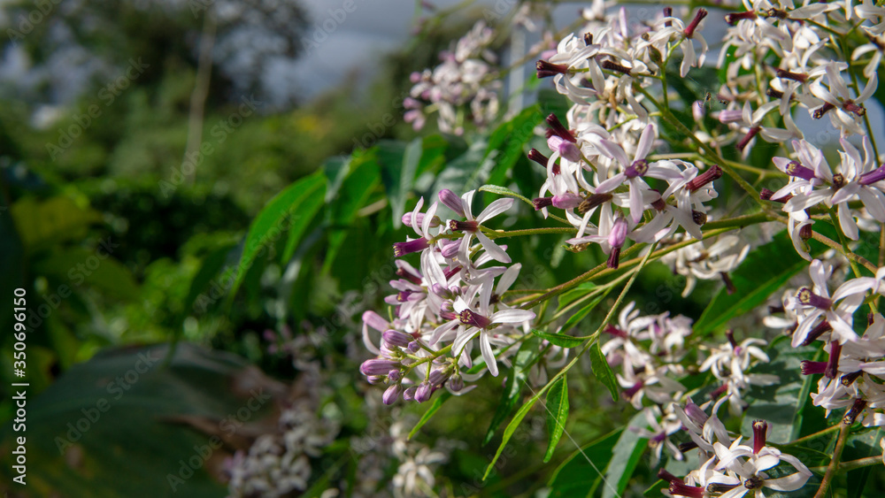 Flores