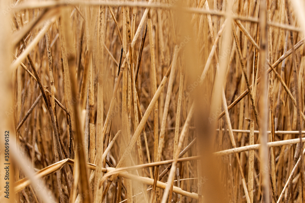 High golden wheat, reed, grass field High golden wheat, reed, grass field