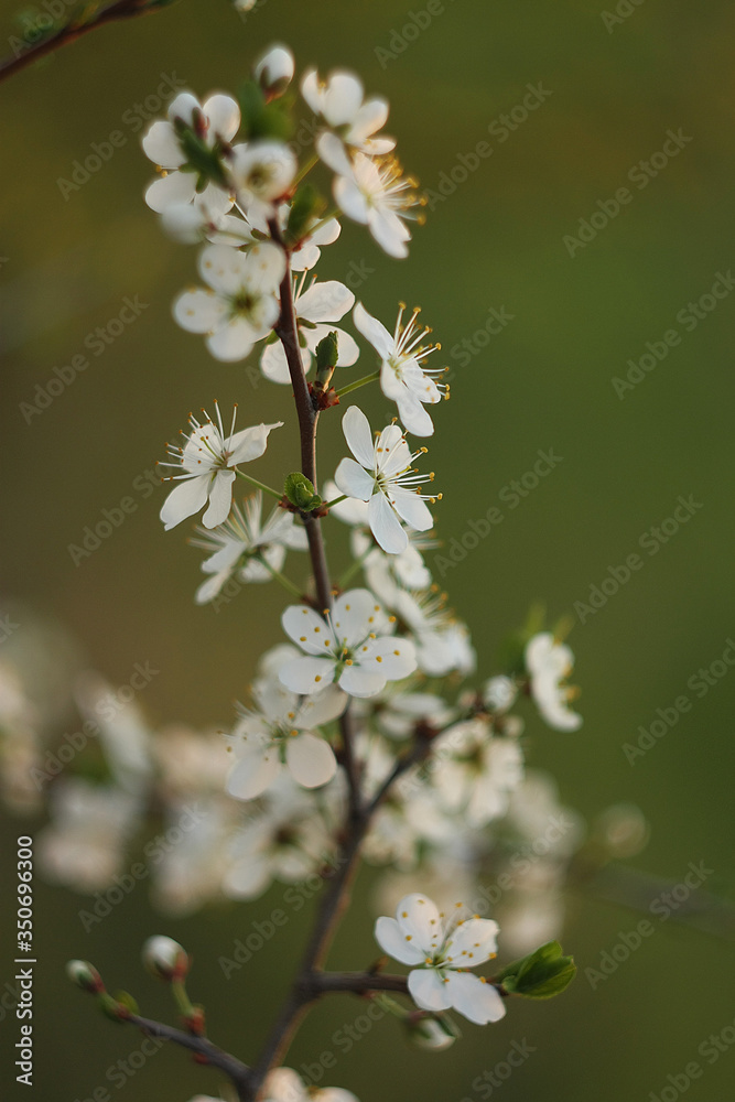 White flowers of a blossoming plum in the spring. White flowers of a blossoming plum in the spring.