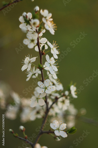 White flowers of a blossoming plum in the spring.