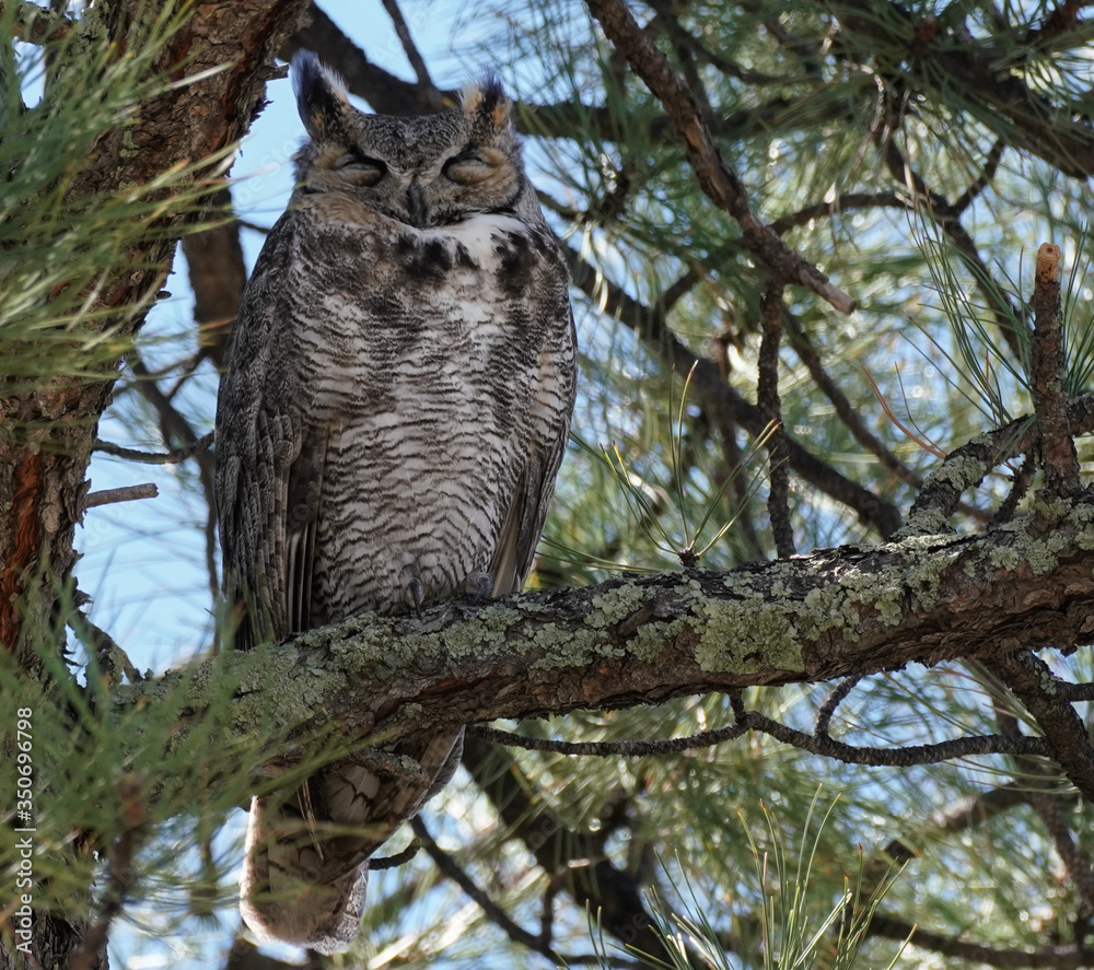 Fototapeta premium A very sleepy Great Horned Owl rests high in a large pine tree.