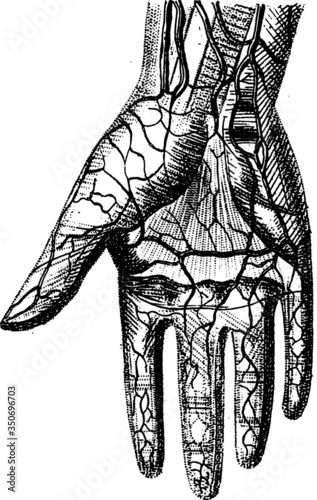 Old Anatomy Hand Diagram Vector