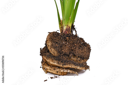 Принти на полотні Flehsy white roots of a 'Strelitzia' plant with soil on white background