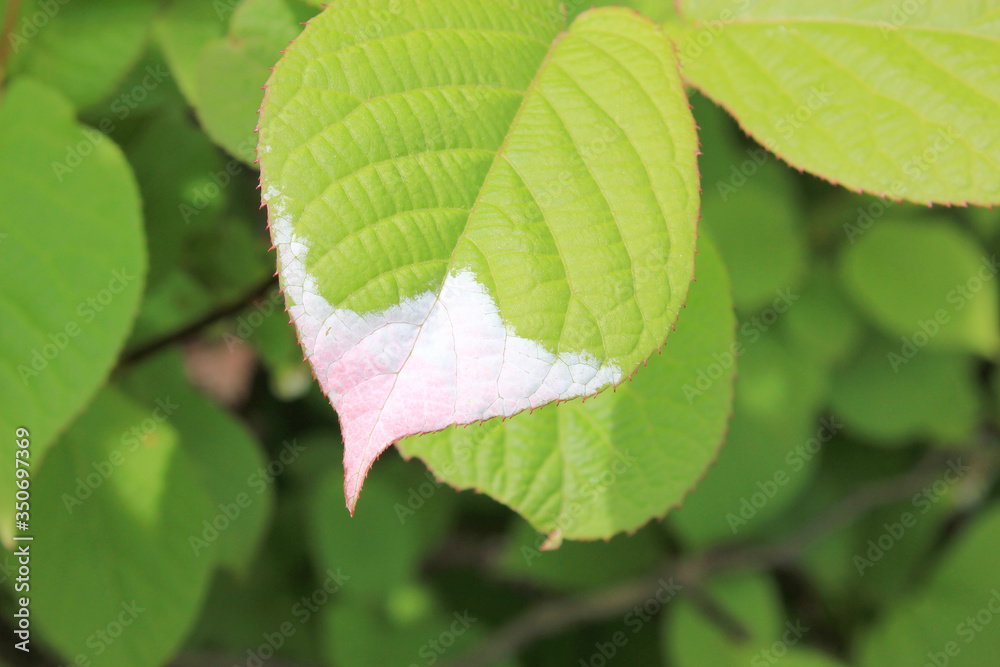 Actinidia (Actinidia kolomikta) branch with a leaf with a white spot in the garden in early summer Actinidia (Actinidia kolomikta) branch with a leaf with a white spot in the garden in early summer