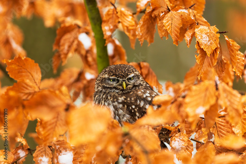 Beautiful little owl (Athene noctua) in winter, camouflaged by leaves. Amazingly calm and honest look.
