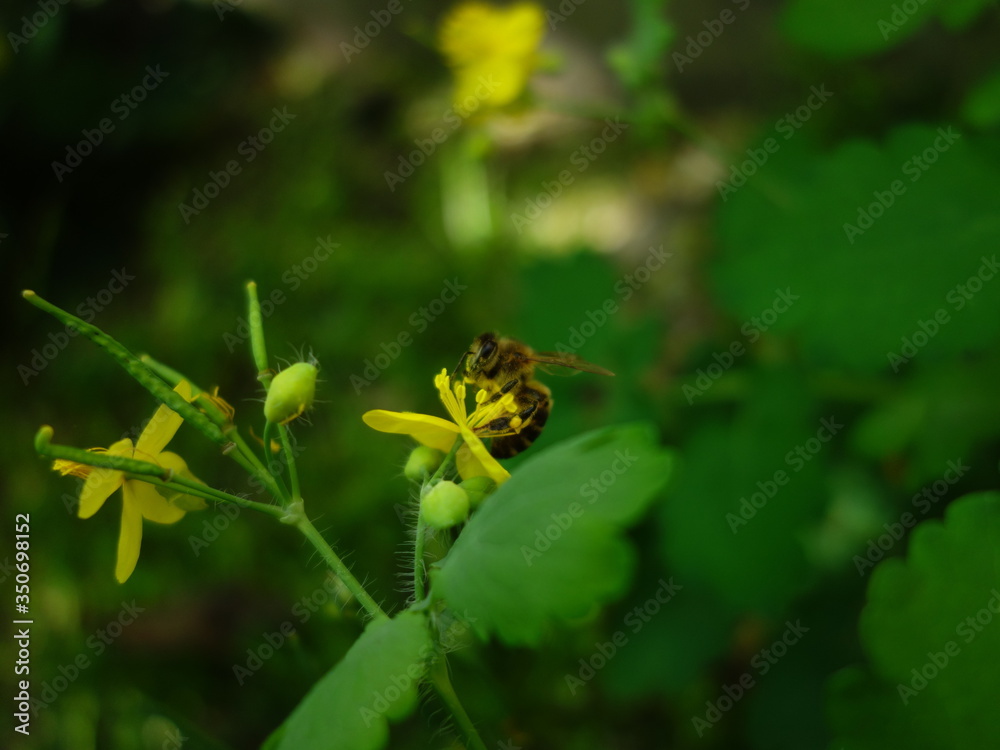 Honey bee on yellow chelidonium flower Honey bee on yellow chelidonium flower
