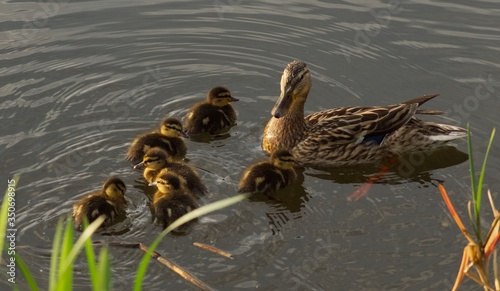 Rodzina kaczek na wodzie wiosną, Podlasie, Polska