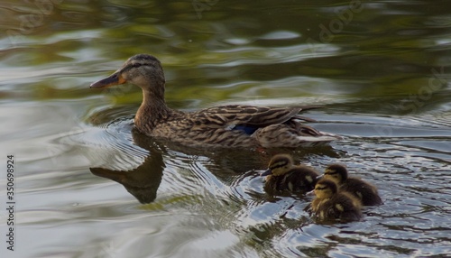 Rodzina kaczek na wodzie wiosną, Podlasie, Polska