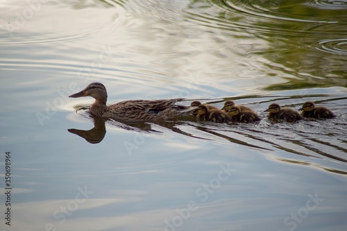 Rodzina kaczek na wodzie wiosną, Podlasie, Polska © Mateusz Czarniecki