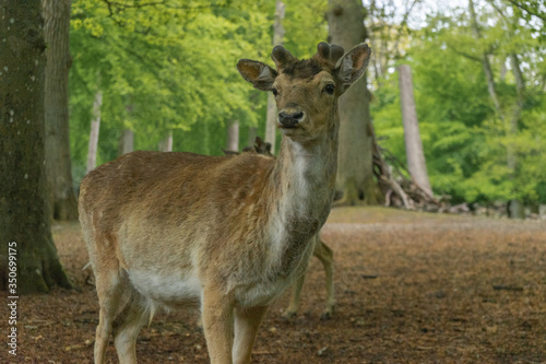 deer in the woods