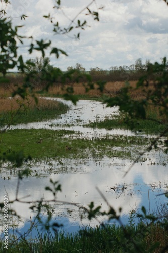 Ptaki pływające po wodzie wśród traw i trzcin