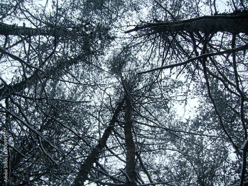 Tree Canopies in Winter