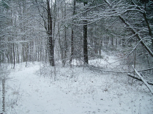 Forest in the Winter