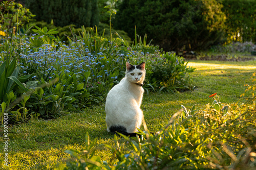 white cat in a green spring garden