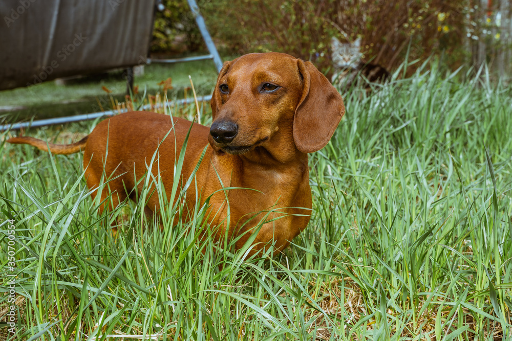 Brown dachshund dog of three years old is waiting for his owner on green field . Cute dog.
