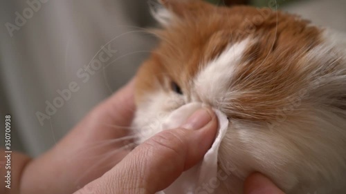 Fluffy white cat with red spots wash their eyes with a cotton pad