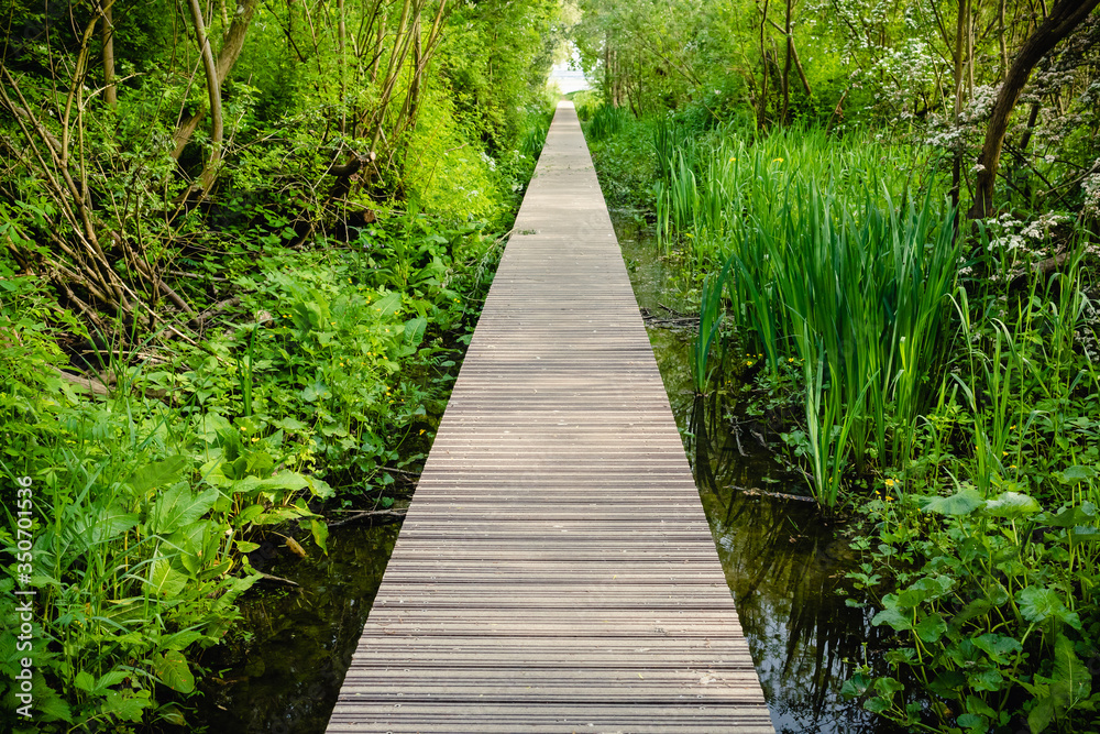 Close up wooden flooring, bridge in park with green trees background, copy space Close up wooden flooring, bridge in park with green trees background, copy space