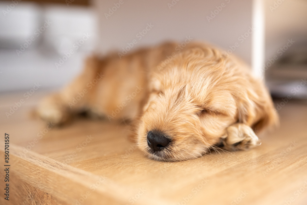 Sweet cockapoo puppy sleeping Sweet cockapoo puppy sleeping