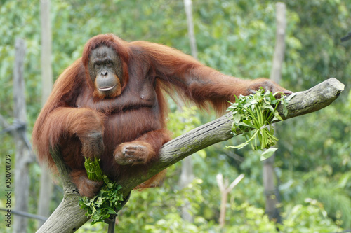 female orang utan sitting on a tree and look in the camera with food in hand photo